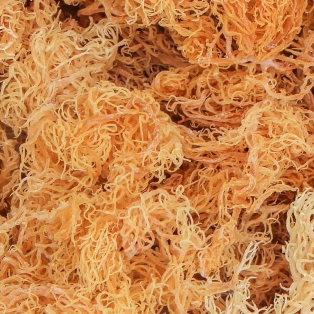 Dry Sea Moss - Gold