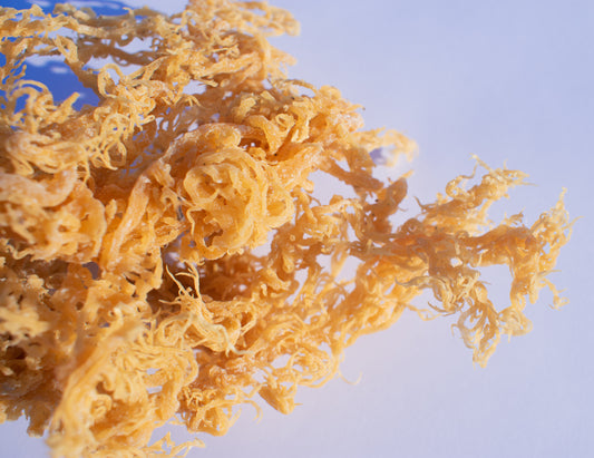 5lb Bulk Belize Gold Sea Moss (Wholesale)
