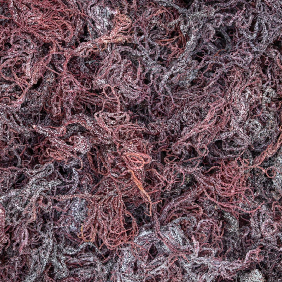Dry Sea Moss - Purple
